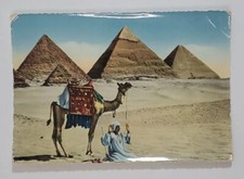 Postcard Prayer Near The Pyramids of Giza Camels Middle East Egypt Posted 1956 