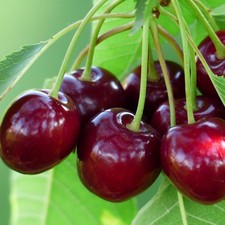 Süßkirsche Lapins Kirschbaum Kirsche Zwergkirsche Buschbaum Halbstamm Hochstamm