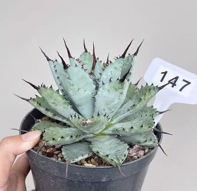 Rare Cacti Agave macroacntha X Agave potatorum Random Self Rooted Garden Decor