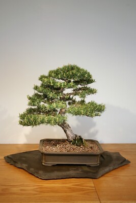 bonsai rechner Green Home Bonsai Bundle