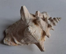 Large Florida Queen Conch Sea Shell