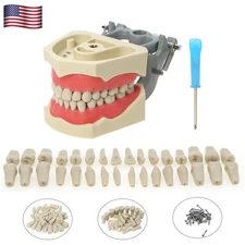 US Columbia Dentoform 860 Type Dental Typodont Model With 32pcs Removable Teeth