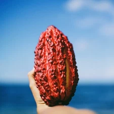 1 PACK PREMIUM FRESH WHOLE COCOA POD EXOTIC FRUIT HAND PICKED FREE SHIPPING