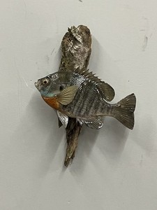 Bluegill Taxidermy Skin Mount On Driftwood Wildlife Art Decor