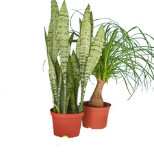2 - 6" Indoor Plants Premium Subscription box Live Plant for Indoor Outdoor
