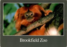 Golden Lion Tamarin: From Endangered to Thriving