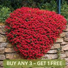 ROCK CRESS CASCADE RED - 300 SEEDS - Aubrieta cultorum hybrida - ROCKERY FLOWER