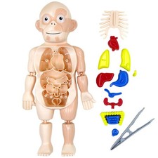 Preschool Educational DIY Assembled Organ Teaching Tools Human Body Anatomy Toy