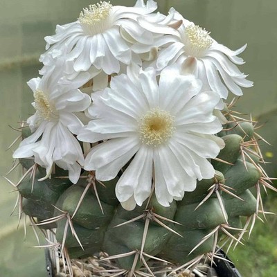 Discocactus nigriseatosus HU448  20seeds  harvest 2025