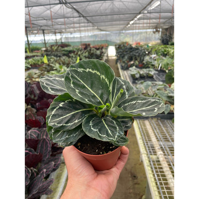 Calathea 'Green Goddess' | Live Plant for Indoor & Outdoor