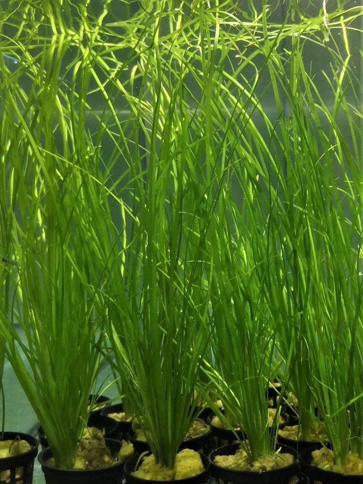 VALLISNERIA NANA - PLANTE AQUATIQUE - PLANTE AQUARIUM - Photo 1/1