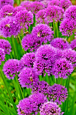 ALLIUM MILLENIUM LAVENDER FLOWERS 200 SEEDS, ORNAMENTAL ONION, HARDY