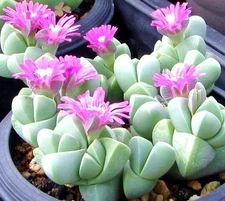 Gibbaeum Petrense, exotic succulent rare ice living rocks mesembs seed  50 SEEDS