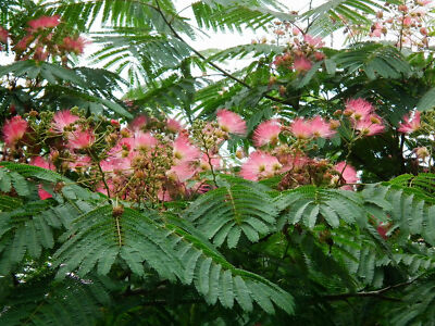 Seidenbaum Albizia julibrissin Ernest Wilson Pflanze 55-60cm Schlafbaum Rarität