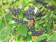 Black Chokeberry (Aronia melanocarpa), 30 seeds