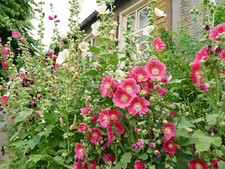 Stockrose Malve klassischer Bauerngarten-Mix rosa rot dunkelrot - ökol. Anbau
