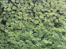 Salvinia Minima / Water Spangles Floating Plant 4oz Portion BUY2GET1FREE