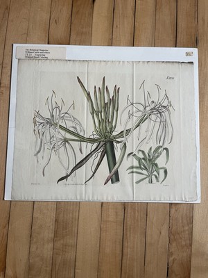 William Curtis Antique Engraving Rare Botanical Print