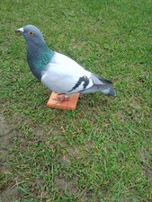 Beautiful taxidermy ornamental pigeon!!