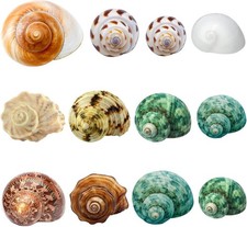 Hermit Crab Shells Medium and Large - 12PCS Growth Turbo Seashells Size 1.4"-3.2