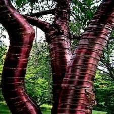 Tibetan Paper Birchbark Cherry Tree Seeds Prunus serrula Hardy Shiny Bark Plant