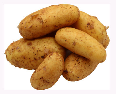 Bleichhof 5kg Ernte 2025 Annabelle Kartoffeln Pfalz - festkochend Salatkartoffel