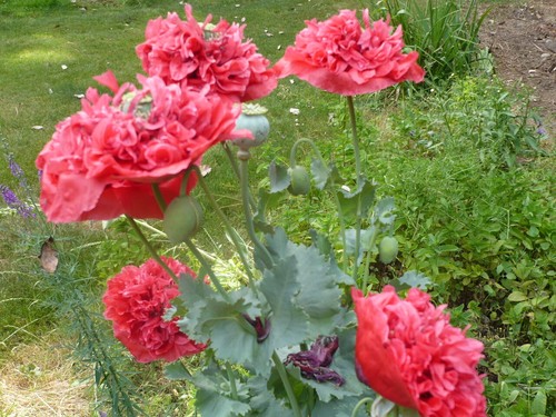 Doppia Peony Pom Som. Poppy Variety Mix 2000 semi *PoppyQueen 🙂 - Foto 9 di 13