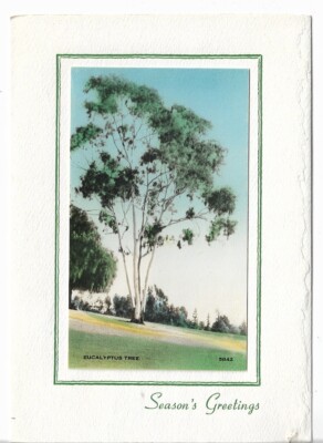 Vtg CHRISTMAS CARD - approx 4.25 x 6'' - A Eucalyptus Tree