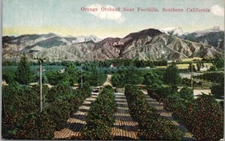 c1910s California Agriculture Postcard "Orange Orchard near Foothills" Van Ornum