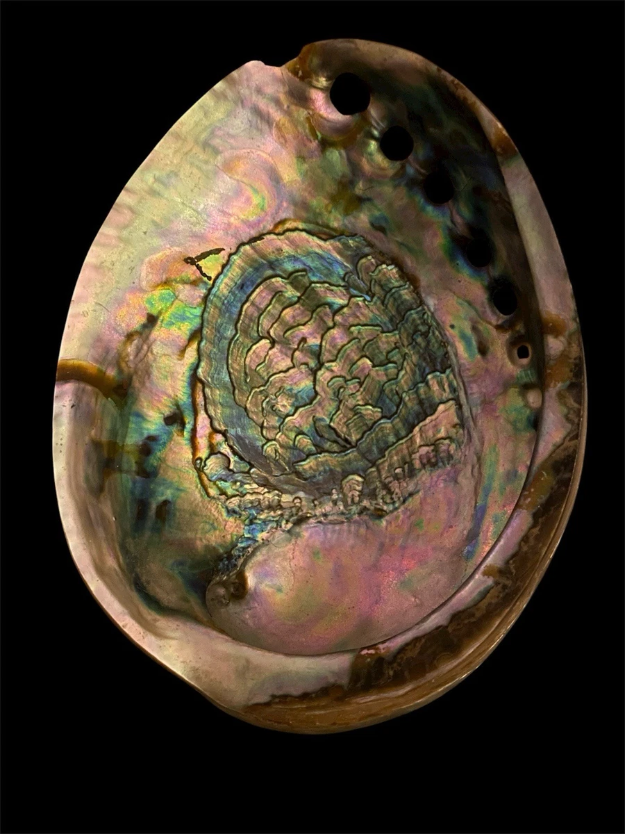 Coquille d'Ormeau | Couleurs Arc en Ciel