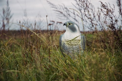 Falke Krähe Rabe Taube Vogelabwehr Taubenschreck Vogelscheuche Taubenabwehr - Bild 15 von 16