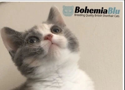 British Shorthair Kitten Cats Kittens Gumtree Australia Orange