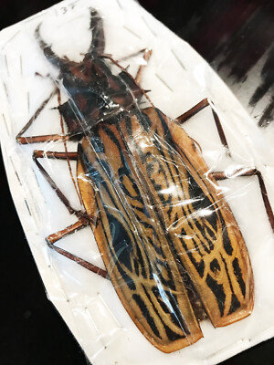 Insane JUMBO Macrodontia cervicornis Beetle Peru MALE +132mm