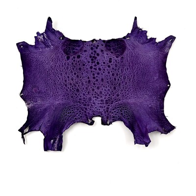 Bufo Marinus Cane Toad Skin Taxidermy Dyed Leather Glossy Dark Purple