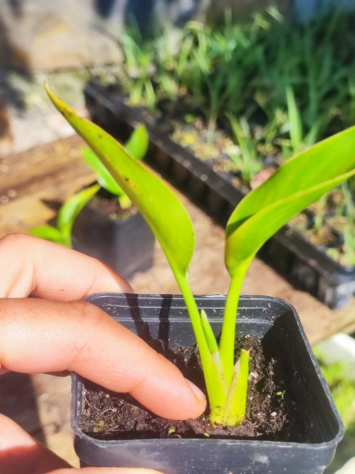 Strelitzia Juncae Bird of Paradise succulent exotic resistente freddo SUD AFRICA - Immagine 4 di 4
