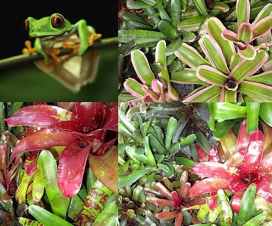 BROMELIAD Terrarium Vivarium Оптовая продажа ОКОНЧАТЕЛЬНАЯ Неорегелия 10 Упаковок 10 Разновидностей - Изображение 2 из 4