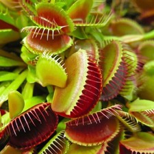 Venus flytrap dionaea muscipula snapper carnivorous houseplant 3.5" pots