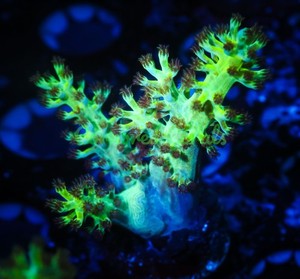 Cornbred's Nuclear Green Kenya Tree Leather - Frag - LIVE CORAL