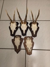 5 Gehörne vom Bock / Rehwild (Nr.10)