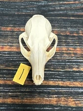 Real Grey Fox Unique Animal Mount Halloween Skull Art Craft Mountain Man Canine