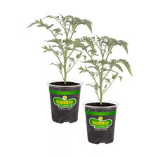 19 Oz. Yellow Cherry Tomato Plant (2-Pack)