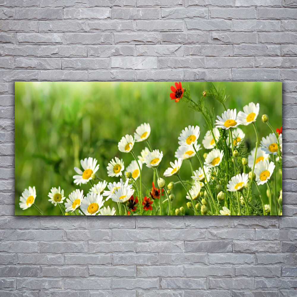 Tableau Marguerite sur verre acrylique 120x60 illuminez un mur sombre sans travaux