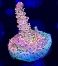 AJs Candy Shop Acropora * Live Coral Frag * AJs Aquariums