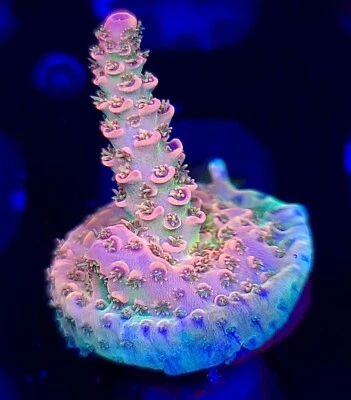 AJs Candy Shop Acropora * Live Coral Frag * AJs Aquariums