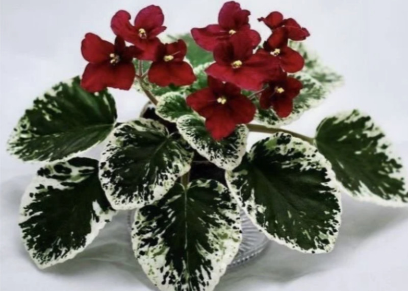 African Violet Plant ~ Mac's Scarlet Ohara
