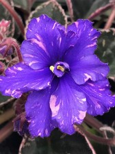 African Violet Leaves (2) Hunter's Lightning Strike (Standard)
