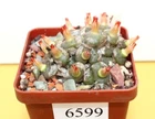 Conophytum angelicae  big smooth head MG 1410.61/6599/ D55mm  grown from seeds