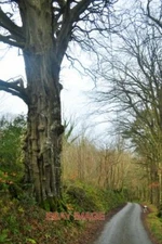 PHOTO  LANE TO BOULSTON FROM HAVERFORDWEST TO BOULSTON MANOR AND HOME FARM 2015