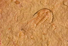 Olenellus gilberti, Nevada, U.S.A