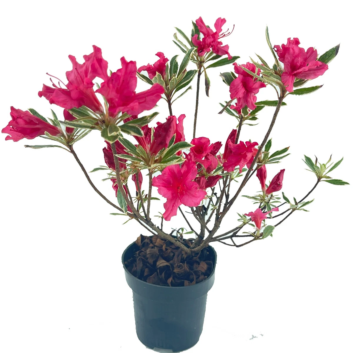 Rhododendron-Pflanzen online kaufen | eBay.de